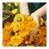 Crema Protettiva Calendula Weleda (75 ml)