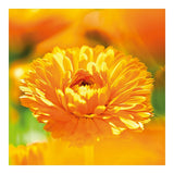 Crema Protettiva Calendula Weleda (75 ml)