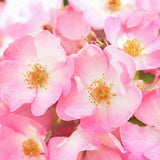 Crème visage Weleda Rose Musquée (30 ml)