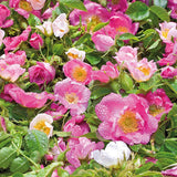 Crème visage Weleda Rose Musquée (30 ml)