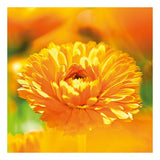 Lait corporel hydratant Baby Weleda Calendula (200 ml)